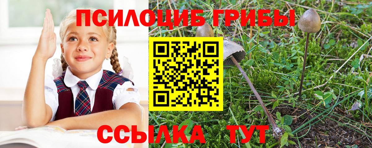 Галлюциногенные грибы Psilocybe Мариинск
